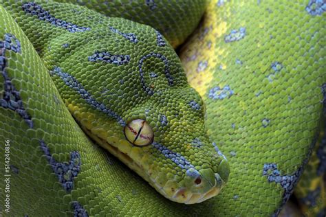 Image result for Green Tree Python Head