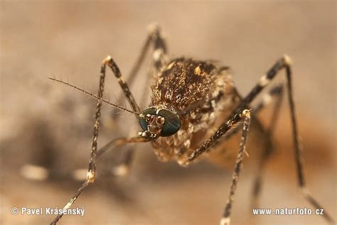 Image result for Insect