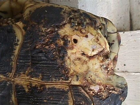 Leopard Tortoise Shell Rot కోసం చిత్ర ఫలితం