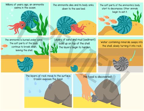 Image result for Shell Formation Process Sea
