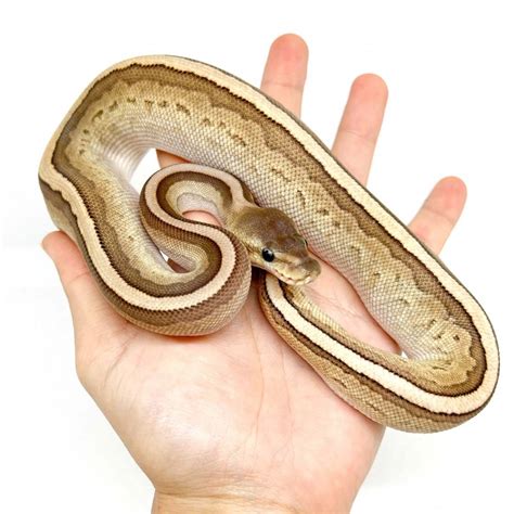 Pinstripe Royal Python に対する画像結果