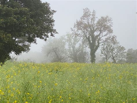 Toradh íomhá ar Flower Field Bird View