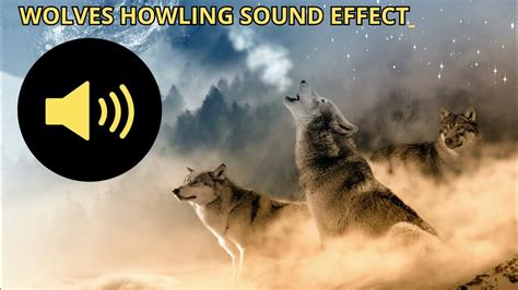 Image result for Wolves Howling Audio