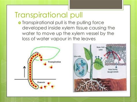 Image result for Transpirational Pull Diagram