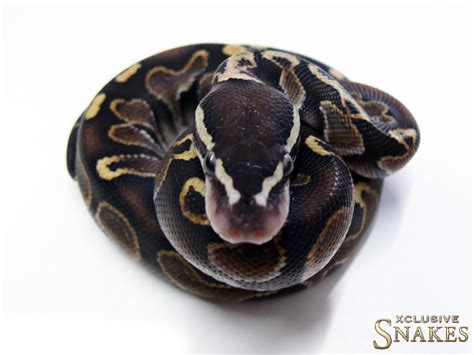 Image result for Ghi Axanthic Ball Python