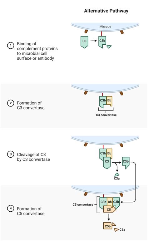 Toradh íomhá ar Phases of Complement System