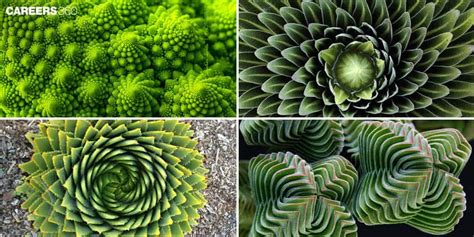 Image result for Life Shape Pattern