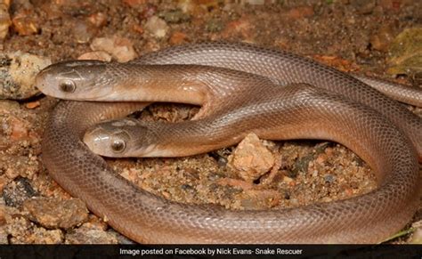 Image result for Two-Headed Baby Snake