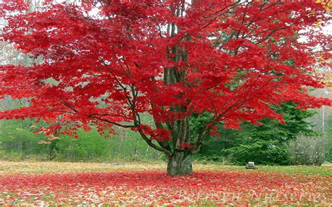 Image result for Red Maple Tree in Spring