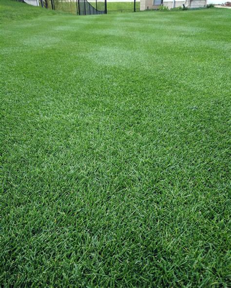 Image result for What Color Is Grass in Seattle