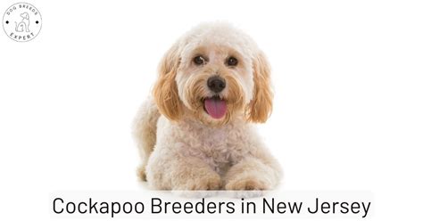 Image result for Cockapoo Puppy Breeders