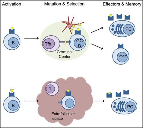 Image result for Affinity Maturation Type Switch