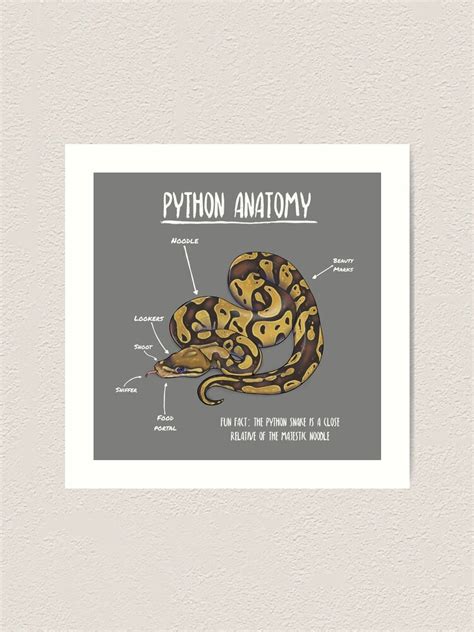 Image result for Python Anatomy Journal