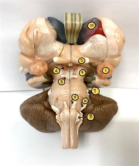 Cranial Nerves and Brain Stem Model Labeled に対する画像結果