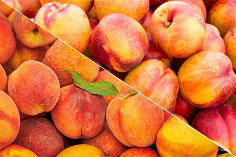 Image result for Nectarine vs Apple