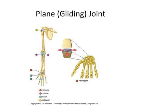 Image result for Structure of Gliding Joint