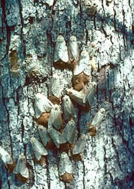 Gypsy Moth in Canada に対する画像結果