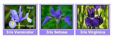 Image result for Classification of Iris Dataset