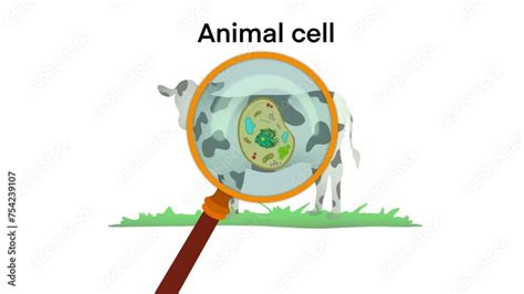 Image result for Animal Cells