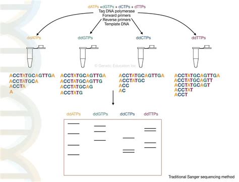 DNA Sequencing Steps に対する画像結果