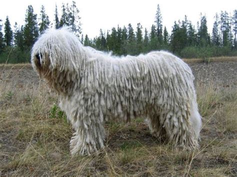 Image result for Commodore 64 Joystick