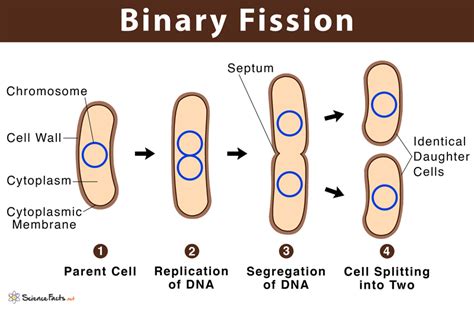 Image result for Binary Fission Reproduction
