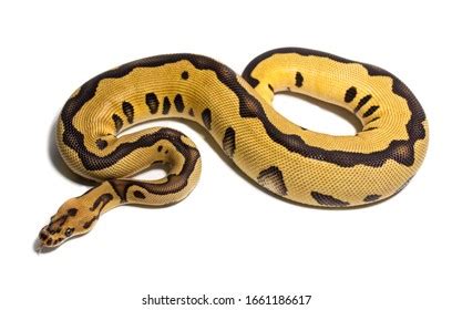 Image result for Ball Python White Background