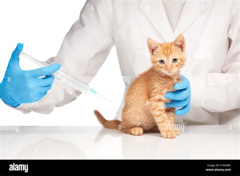 How to Inject Fluids in Cat with Syringe Not IV に対する画像結果