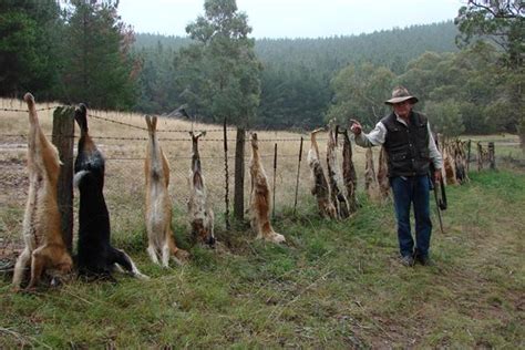 Image result for Aussie Dog Hunting