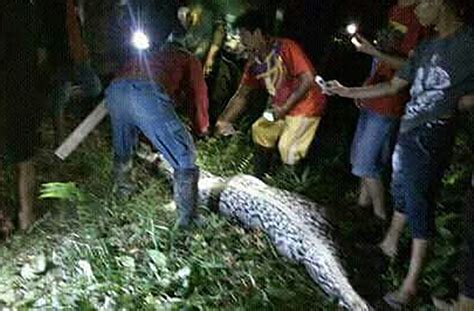 Indonesian Man Swallowed by Python के लिए छवि परिणाम