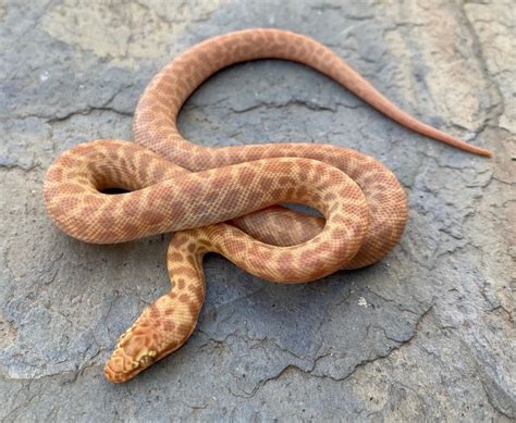 Image result for Children Python Hatchling