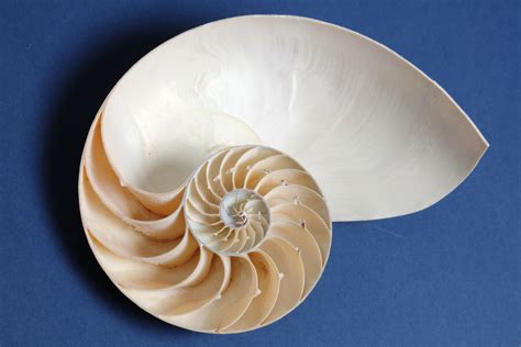 5 Mathematical Patterns in Nature: Fibonacci, Fractals and More - Owlcation