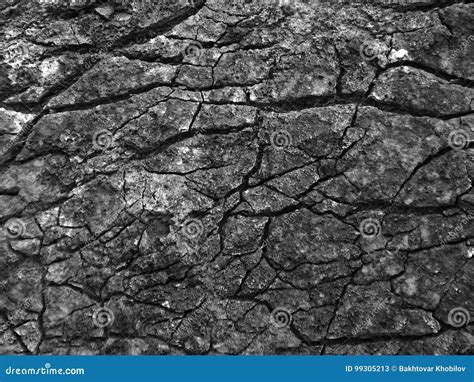 Image result for Tree Bark Pattern Black and White