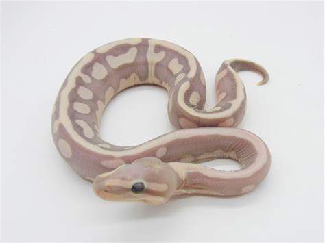 Image result for Lesser Fire Spider Ball Python