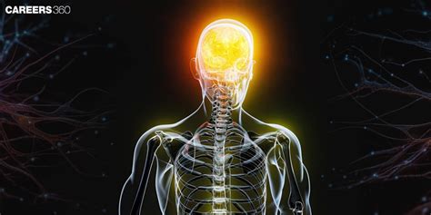 Image result for Peripheral Nervous System Process