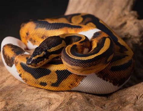 Image result for L'Acide Ball Python