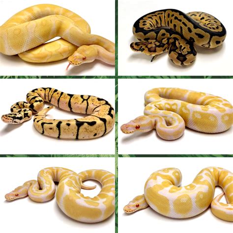 Image result for Bumble Bee Python Fire