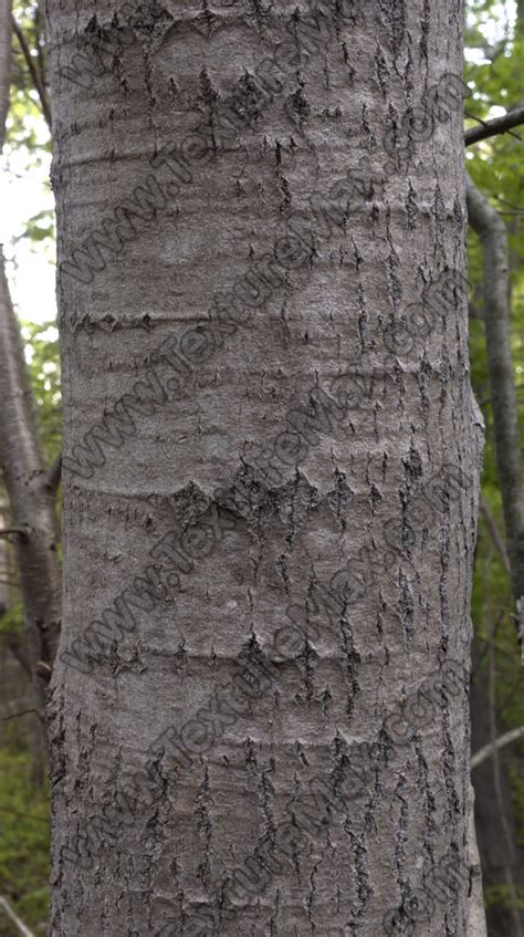 Smooth Silver Maple Tree Bark に対する画像結果