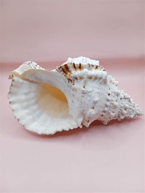 Conch Shell Shape に対する画像結果