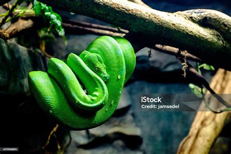 Image result for Wild Green Tree Python