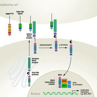 Image result for Notch Receptor-Based Signaling