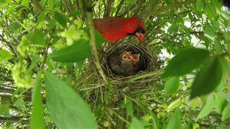 How to Build a Cardinal Nest に対する画像結果