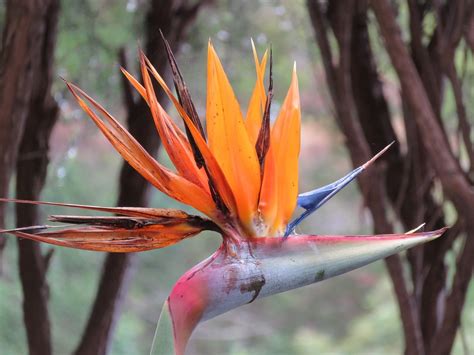 Image result for Parrot Flower Tree