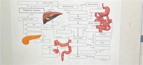 Toradh íomhá ar Chemical Digestive System Concept Map Answer Key