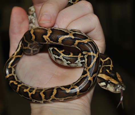 Image result for Baby Python Wa