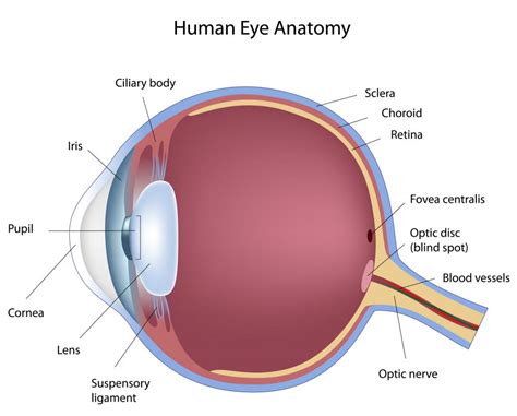 Eye Nerve に対する画像結果