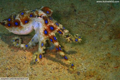 Image result for Weird Extinct Sea Creatures