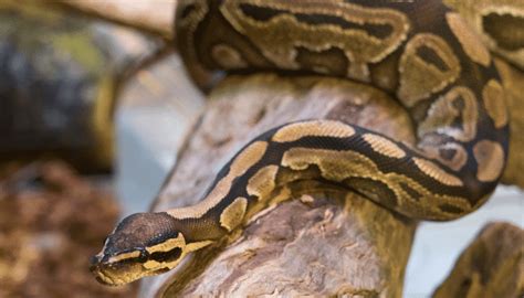 Image result for Two Ball Python