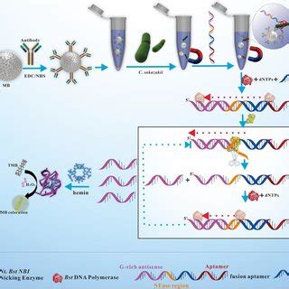 Afbeeldingsresultaten voor What Is a Multiplex Signal