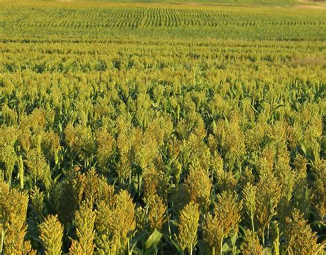 Image result for Different Types of Crops